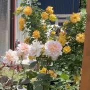 ニコルの画像
