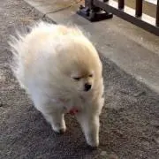 ねこ