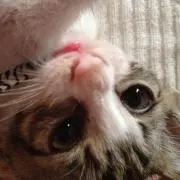 るか