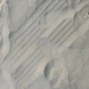 ランの画像