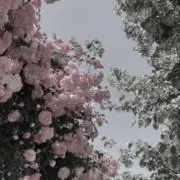 nonoの画像