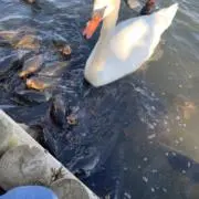みやねの画像