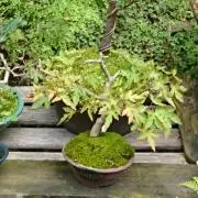 bonGの画像