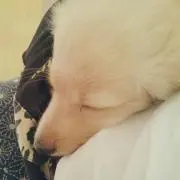 ちびごん＊