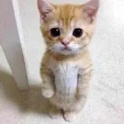 いちしん