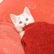 たむ