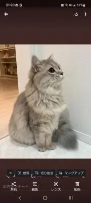 ゆあの画像