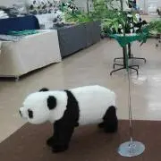 Miyaの画像