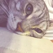 たま