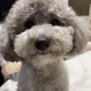 ロンキチの画像