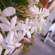 Rukaの画像
