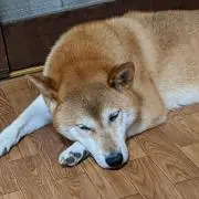 すくわっとの画像