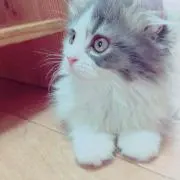 ジジ