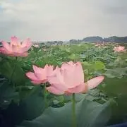 dayuの画像