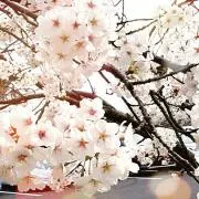 ハルの画像