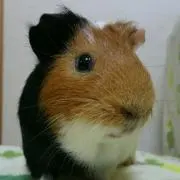 るーみん