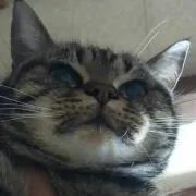 めい