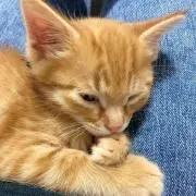46Noir