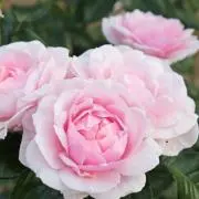 チャナ