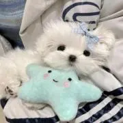 Eilatyyeの画像