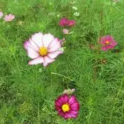 まこ