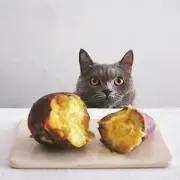 ノロの画像