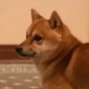 Roxane.shibaの画像