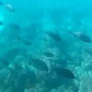 チロル