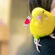 狛ちゃん
