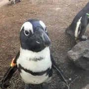 ペンギンの画像