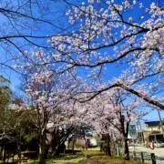 さくらの画像