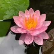 しほ
