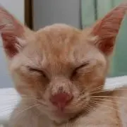 サル男