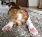 そうるふるの画像