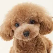 さとかなの画像