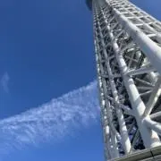 沙知の画像