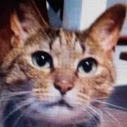 みかねこ☆プロフ必見！！