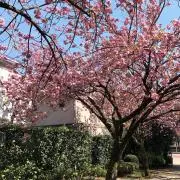 ikamaの画像