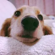 ayakannuの画像