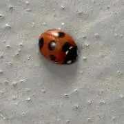 じーざすすぎるの画像
