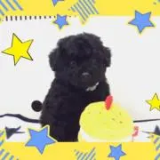 ぽんちゃんの画像