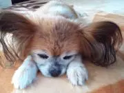 しし
