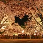 ヨモギの画像