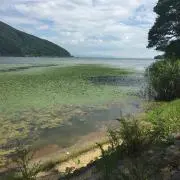 り