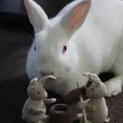 はっしーの画像