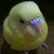 ぴーやんの画像