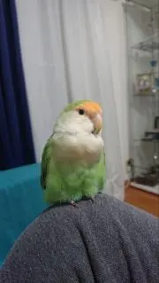 七瀬祐樹の画像