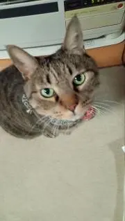 みやもんの画像