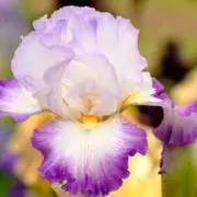 IRISの画像