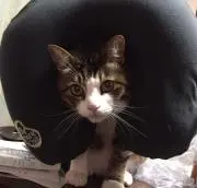 ピグパピ